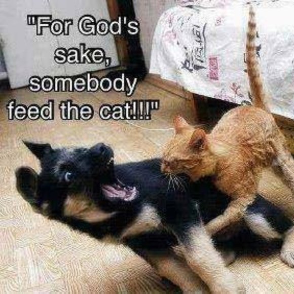 😁 Funnies to Bring a Laugh and Joy to your Day! 😁 - Picture 1 of 15